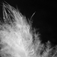 Image for article titled Could Humble Milkweed Replace Down Feathers In Your Outdoor Gear?